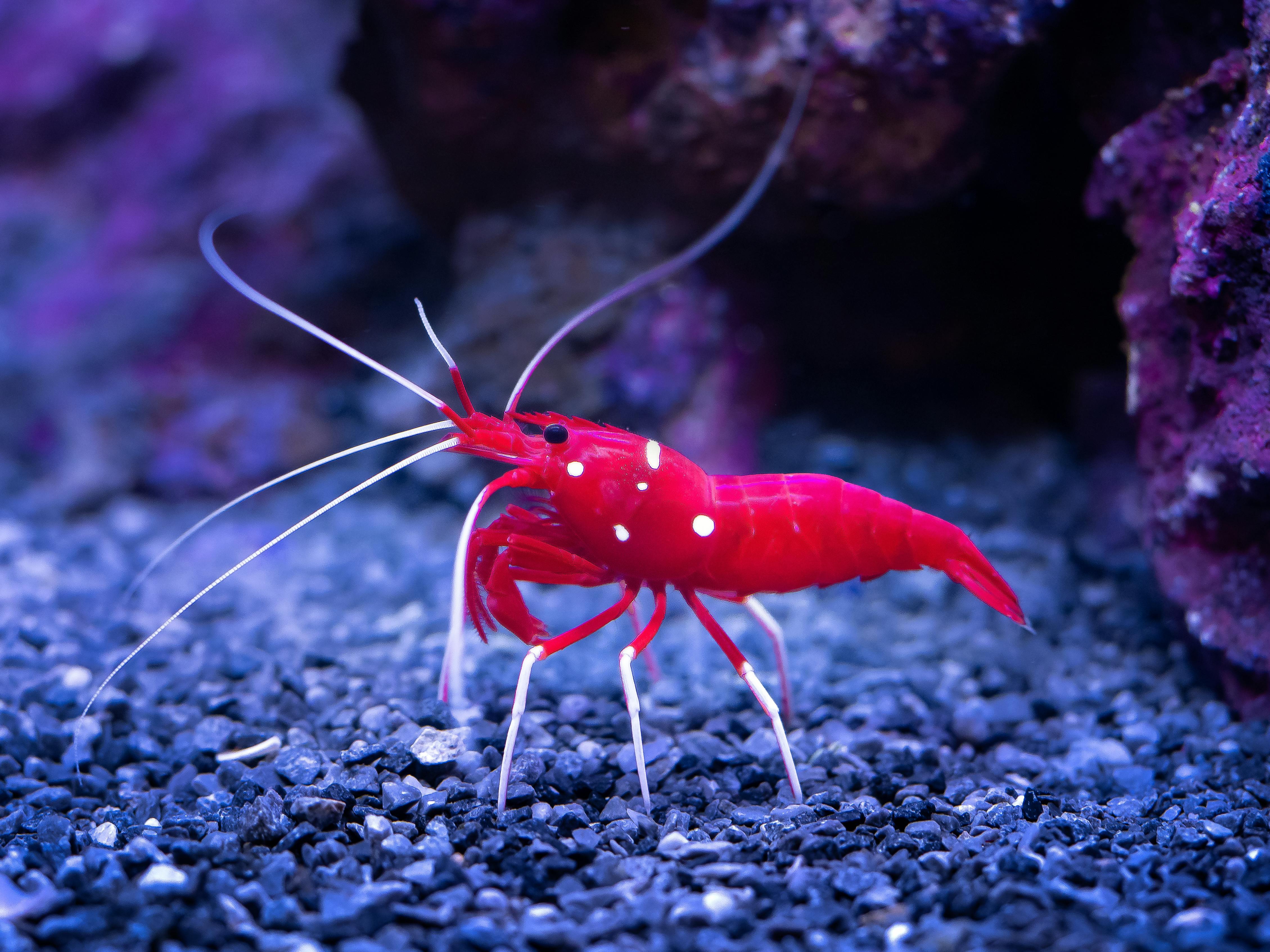 How to Properly Boil Lobster: Essential Tips for 2025